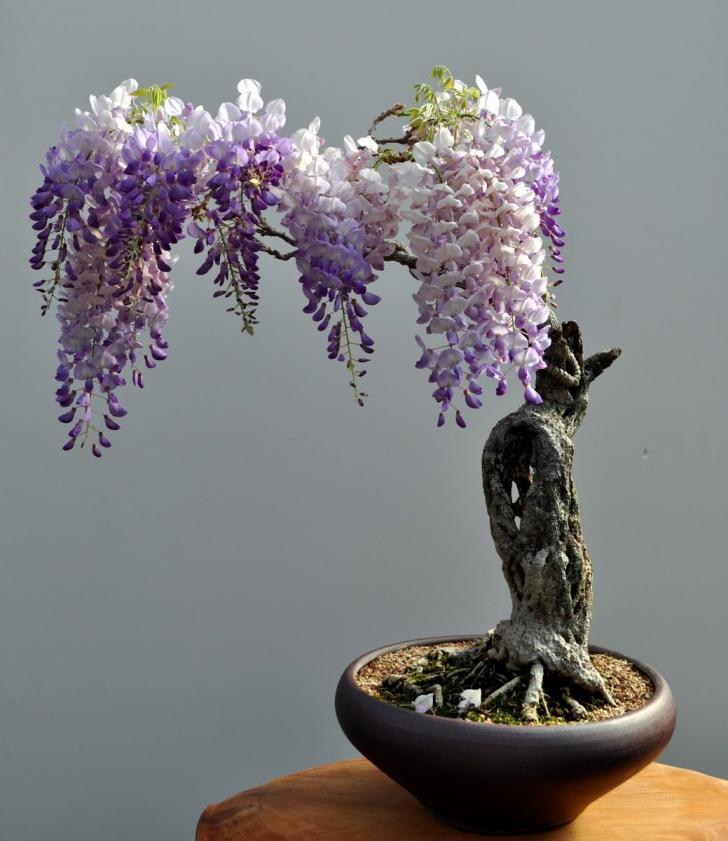 Bonsai+Wisteria.