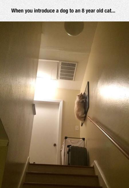 When+You+Introduce+A+Dog+To+An+8+Year+Old+Cat%26%238230%3B