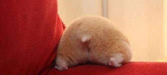 Hamster+butts+are+cute+butts.