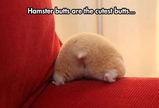 Hamster+butts+are+cute+butts.