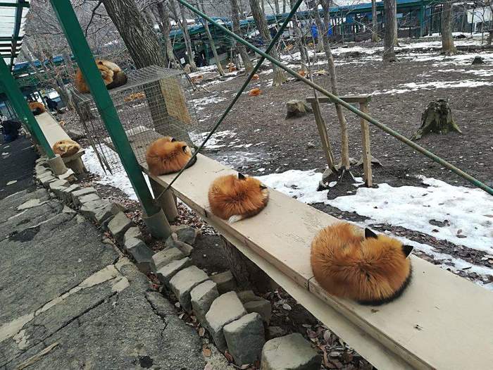 How+many+Firefox+tabs+do+you+have+open%3F