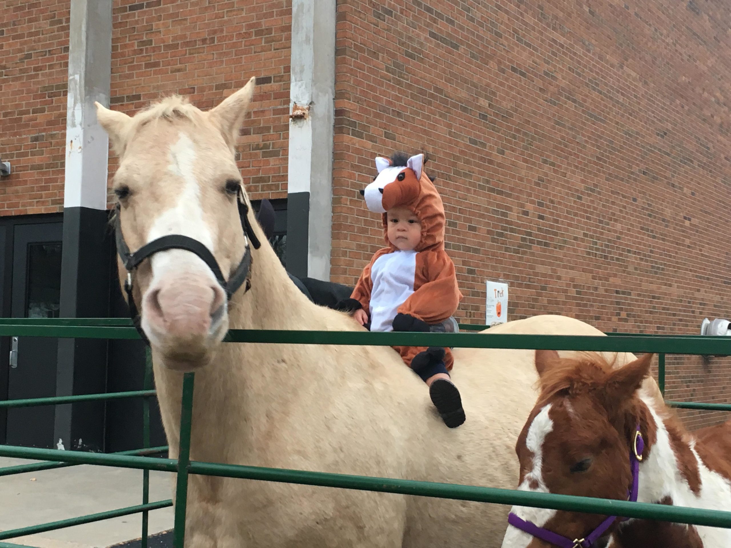 My+son+dressed+as+a+horse+riding+a+horse.