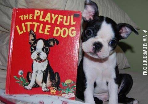 The+playful+little+dog.