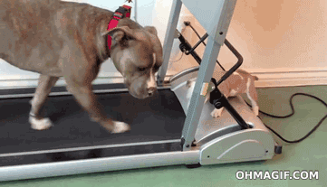 Treadmills+take+some+practice.