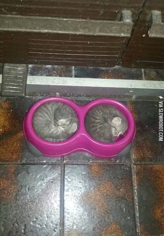 They+like+to+sleep+in+their+food+dish.