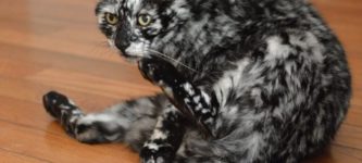 Scrappy+the+cat%2C+born+pure+black+but+gradually+losing+colour+due+to+vitiligo.