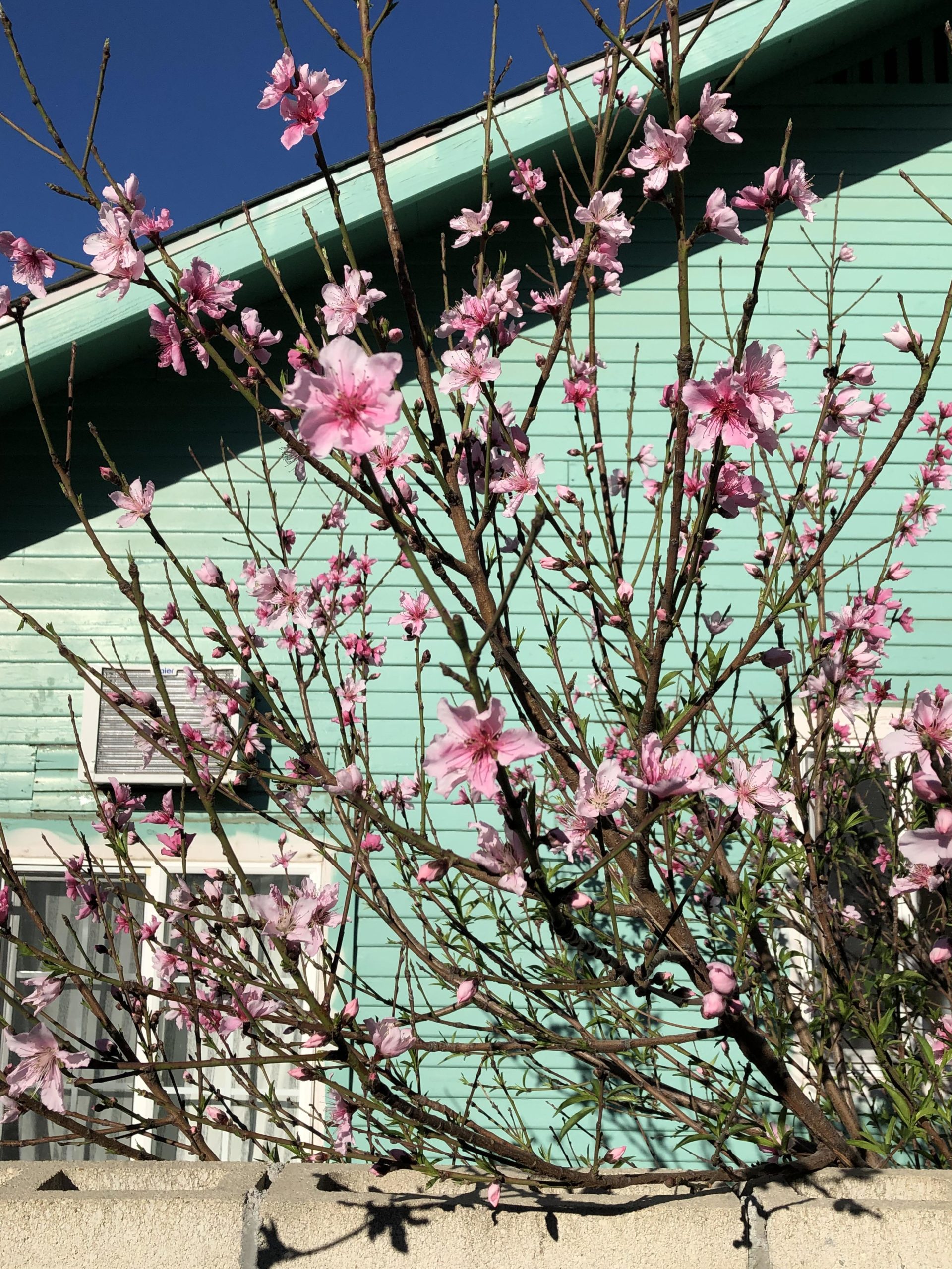 I+live+next+door+to+a+can+of+Arizona+Green+Tea