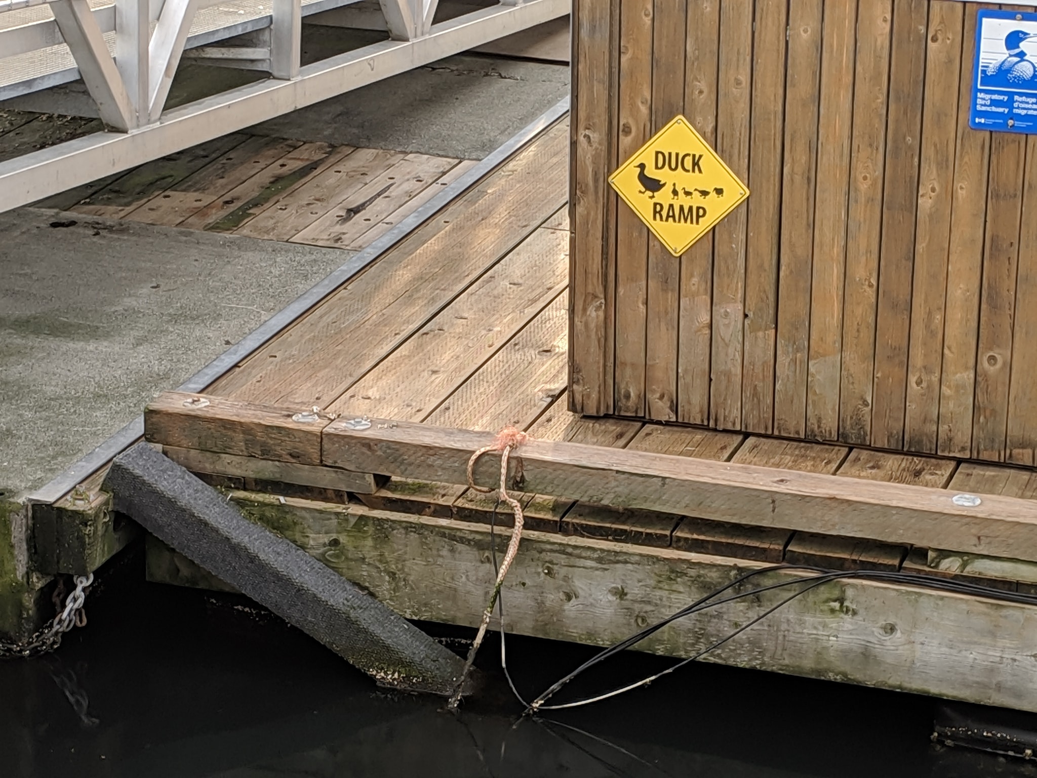 Victoria%2C+BC+Canada+has+ramps+for+ducklings+to+get+up+to+the+docks