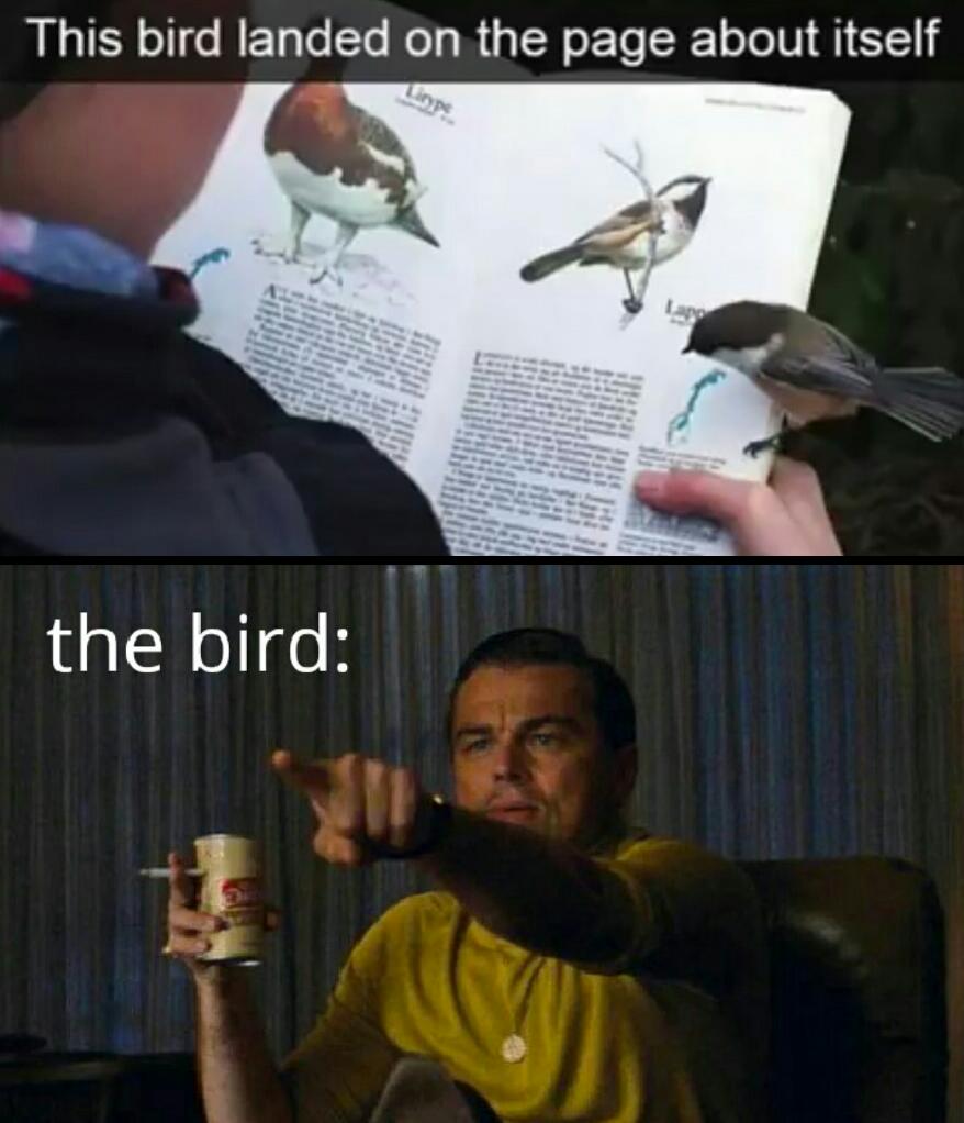 The+bird+is+the+word.