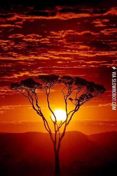 This+Looks+Like+Something+Out+of+the+Lion+King