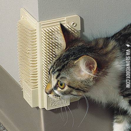 The+cat-a-comb+corner.