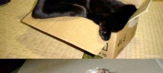 Cats+and+boxes