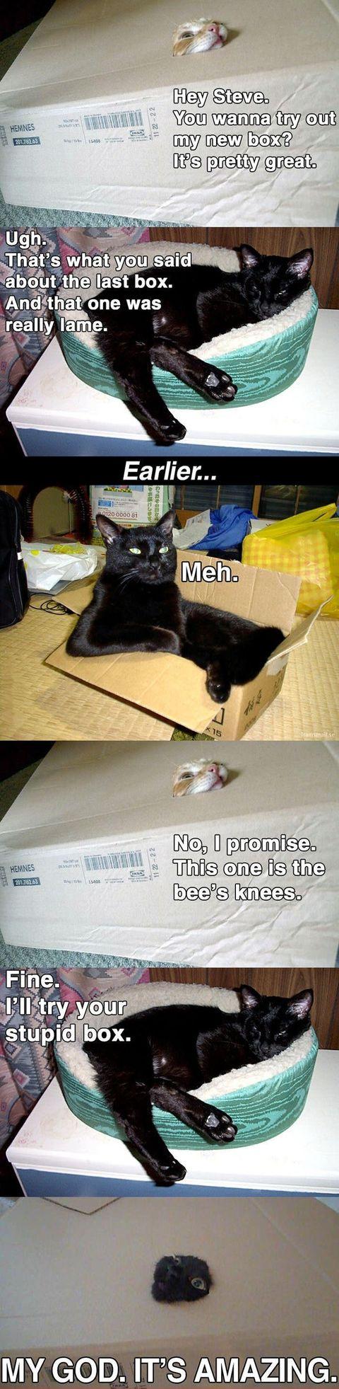 Cats+and+boxes