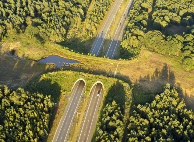 In+the+Netherlands+we+have+bridges+just+for+animals%2C+ecoducts