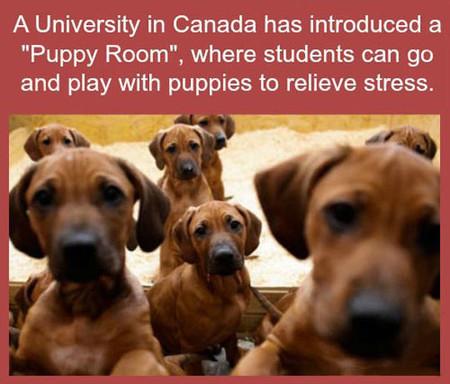 A+University+In+Canada+Has+Introduced+A+Puppy+Room