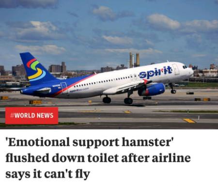 Emotional+support+hamster%26%238230%3B%3F