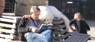 While+all+the+other+dogs+in+the+park+were+playing+around%2C+he+read+a+book+with+his+human.