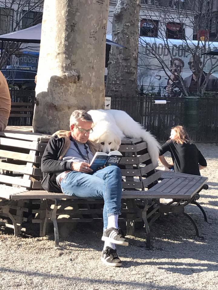 While+all+the+other+dogs+in+the+park+were+playing+around%2C+he+read+a+book+with+his+human.