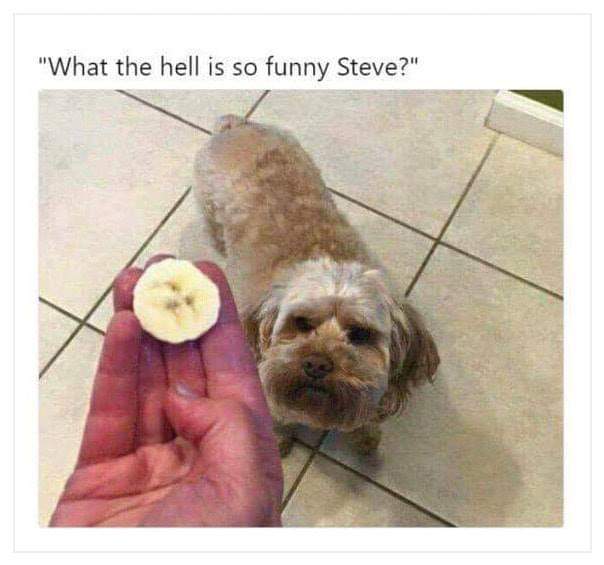 What%26%238217%3Bs+so+funny+Steve+%3F