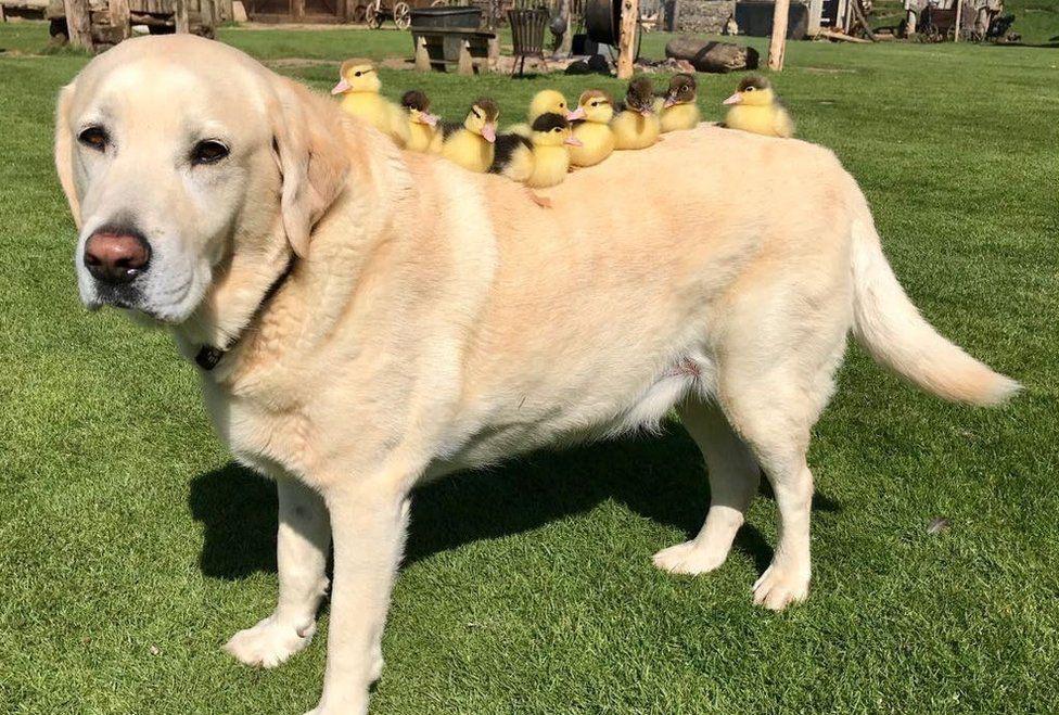 Doge+has+all+her+ducks+in+a+row.