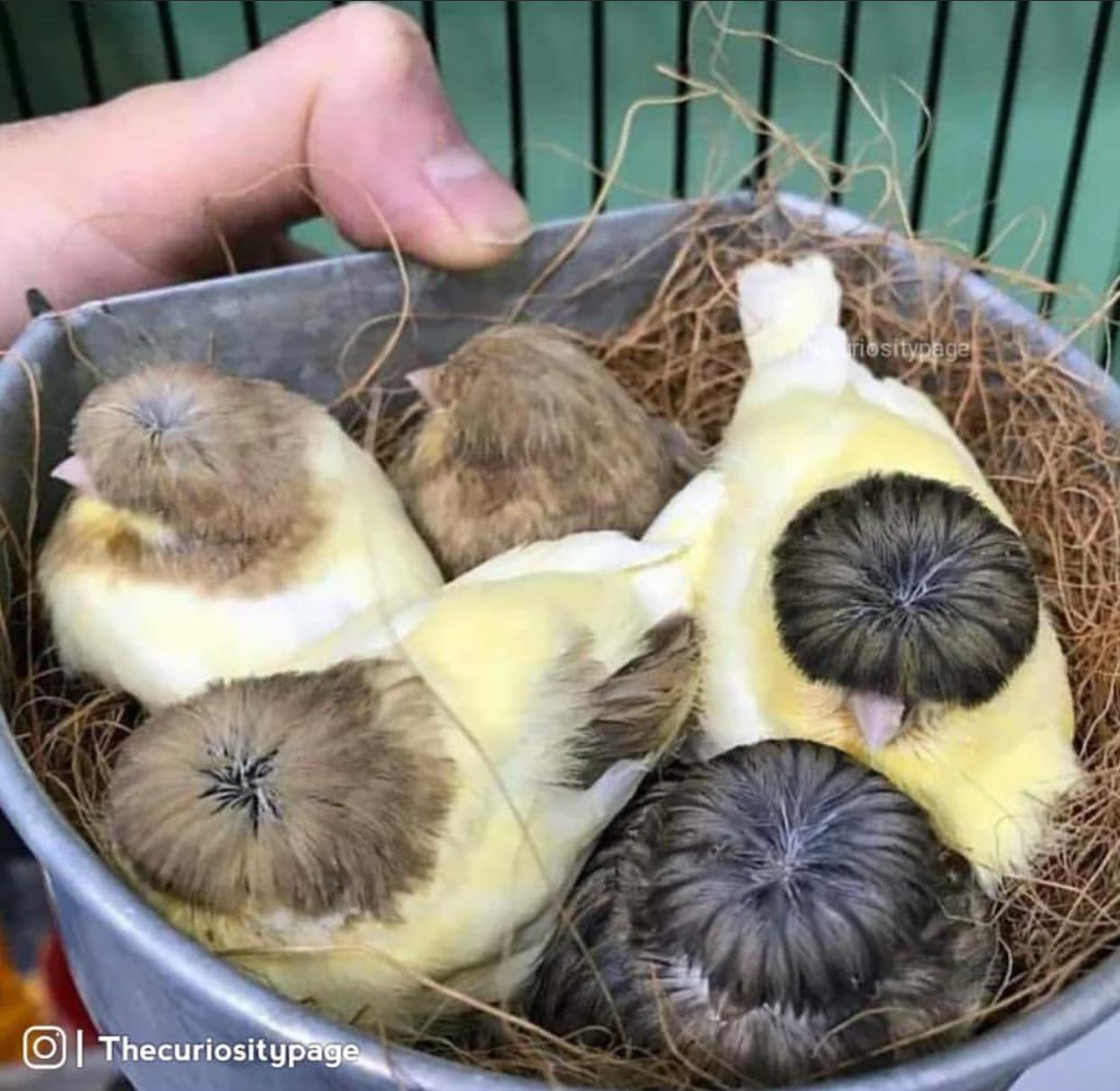 These+Belgian+canaries+have+nice+hairdos