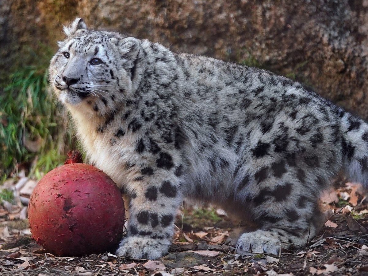 He+is+so%2C+so+proud+of+his+potat.