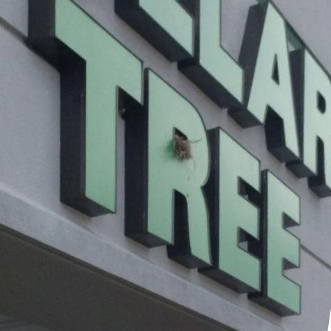 Bird%26%238217%3Bs+nesting+in+their+natural+habitat.