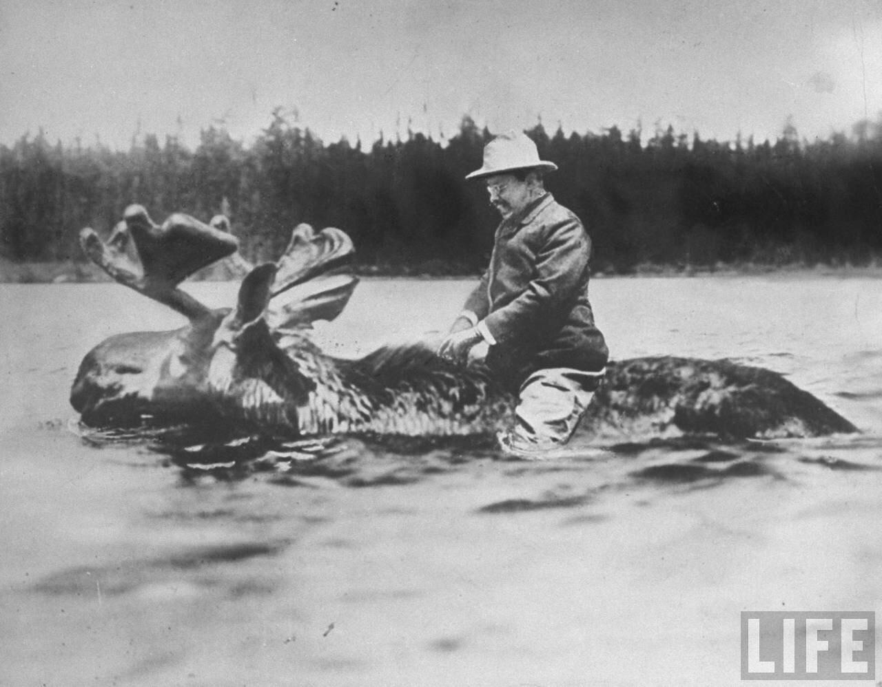 Theodore+Roosevelt+forded+a+river+on+a+moose%2C+BTW.