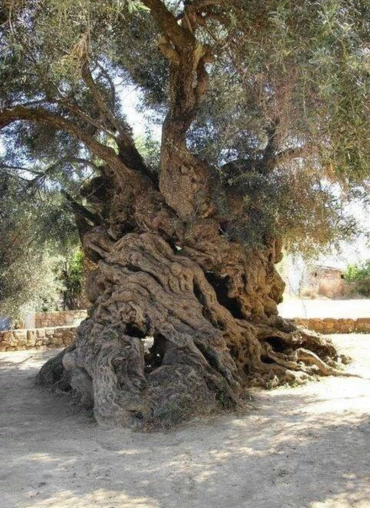 The+worlds+oldest+olive+tree%2C+estimated+to+be+over+3000+years+old.+Still+producing+olives+on+the+isle+of+Crete.