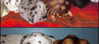 Rescued+tortoise+is+now+a+part+of+a+Great+Dane+litter