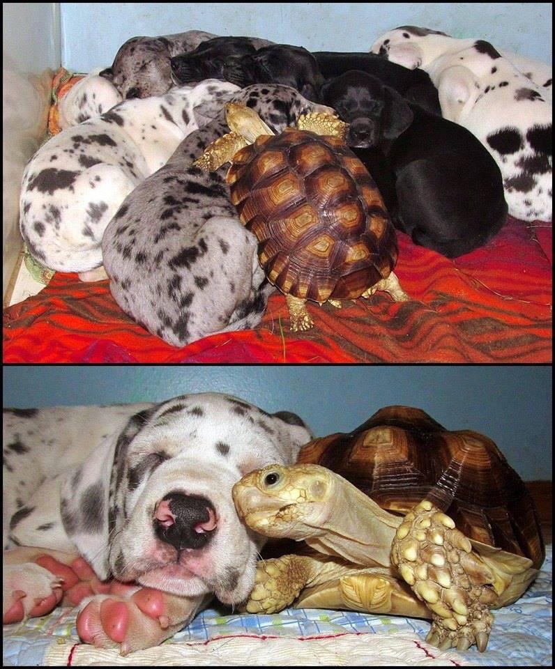 Rescued+tortoise+is+now+a+part+of+a+Great+Dane+litter