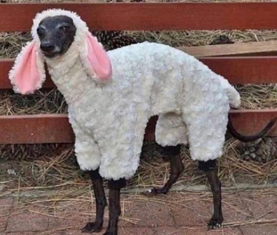 When+the+landlord+says+no+doge+allowed%26%238230%3B