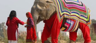 Villagers+in+India+knit+sweaters+to+keep+elephants+warm+during+winter