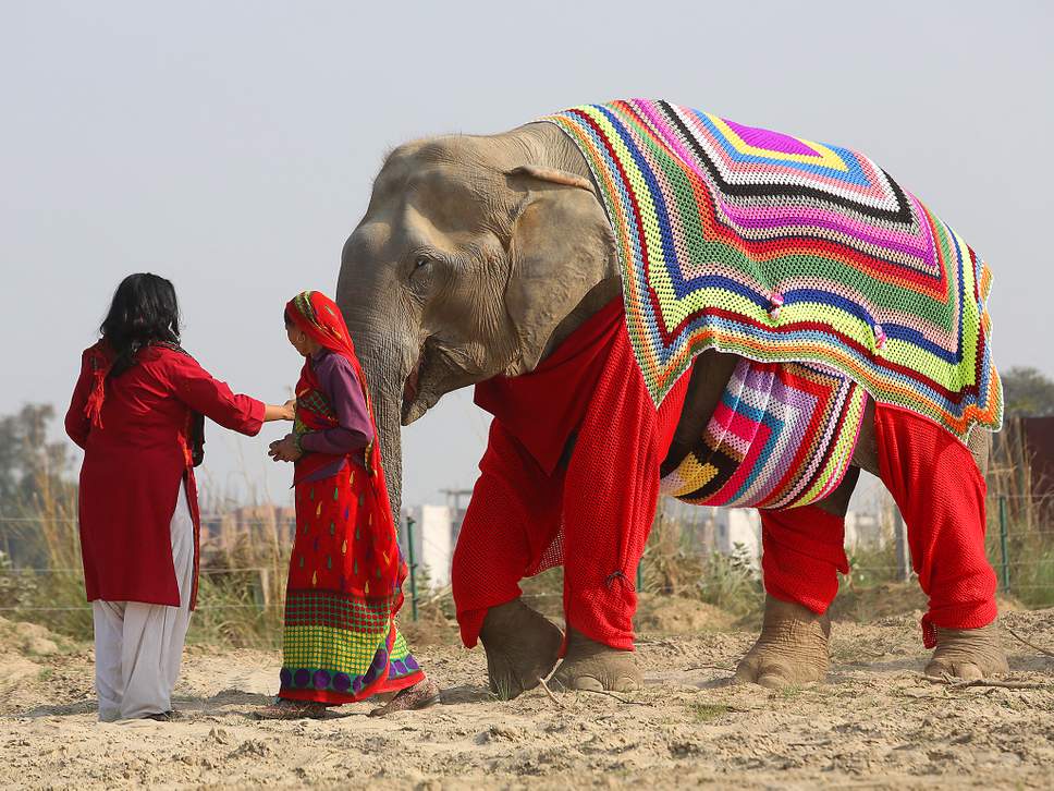 Villagers+in+India+knit+sweaters+to+keep+elephants+warm+during+winter