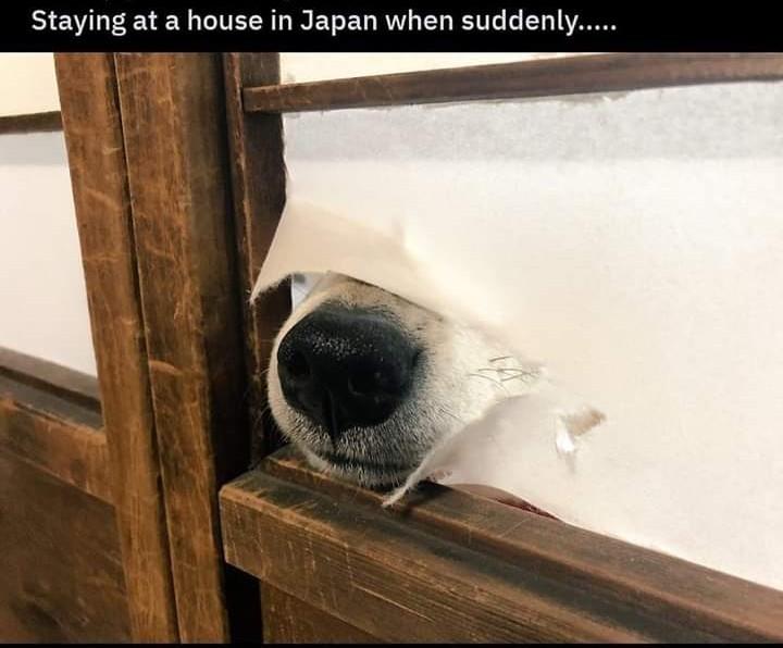 You+don%26%238217%3Bt+need+to+see+the+entire+dog+to+know+it%26%238217%3Bs+a+good+boy.