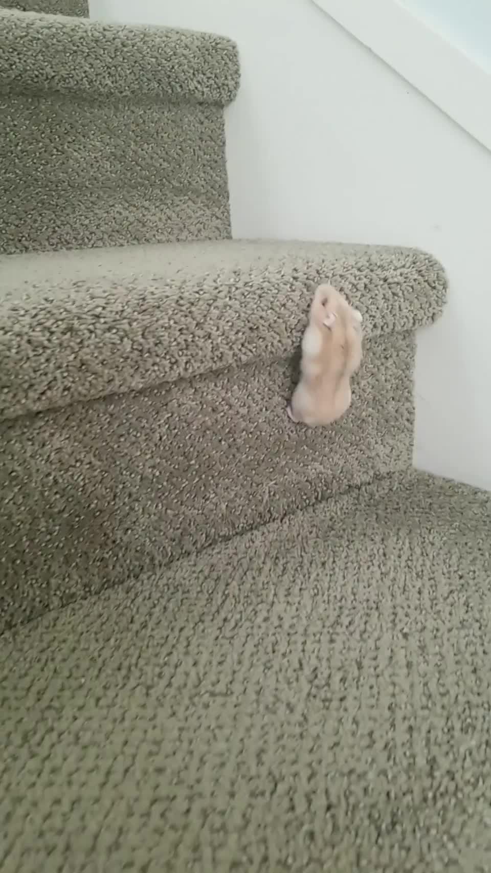 Theodore+the+hamster+climbing+up+stairs