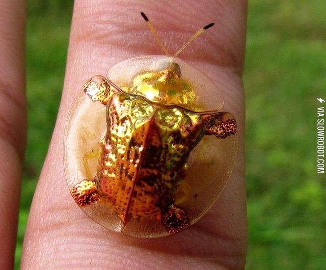 The+golden+tortoise+beetle.