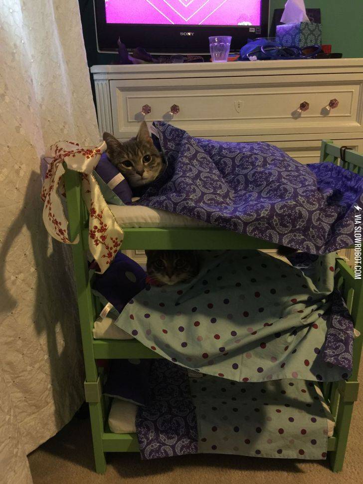 My+niece+decided+that+her+cats+should+sleep+in+bunk+beds.