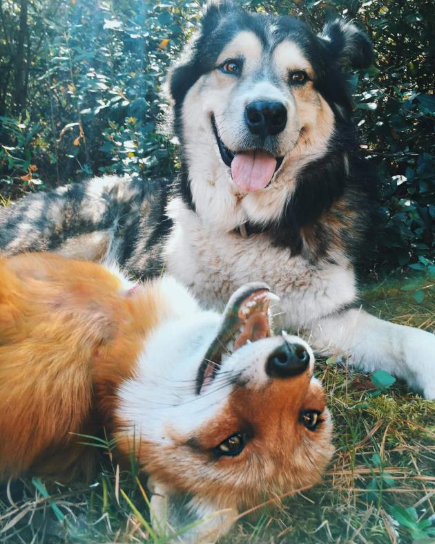 A+fox+and+a+hound