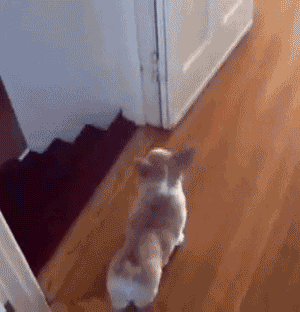 How+corgis+get+down+the+stairs.