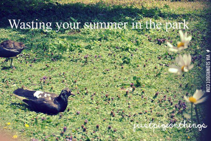 Just+pigeon+things%3A+Wasting+your+summer+in+the+park