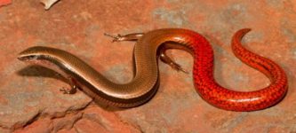 Pilbara+flame-tailed+slider.