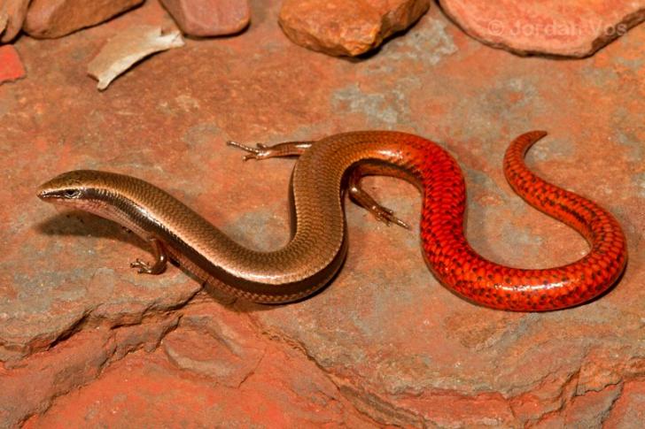 Pilbara+flame-tailed+slider.