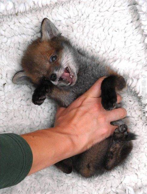 The+cutest+fox.