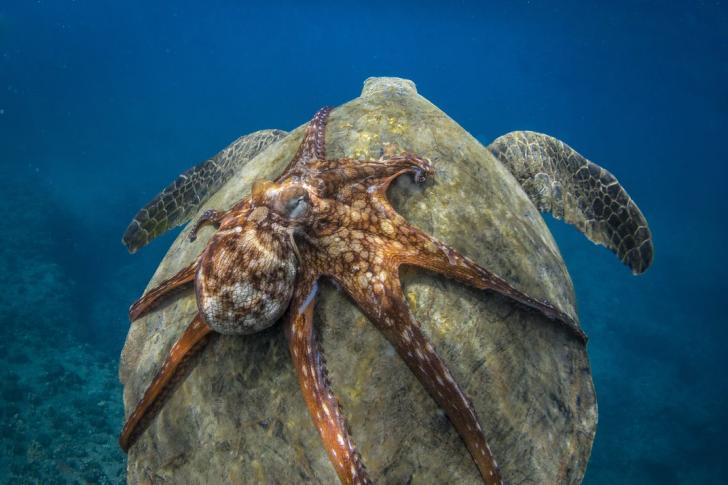 Octopus+riding+a+sea+turtle