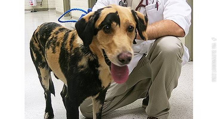 Half+Black%2C+Half+Yellow+Lab