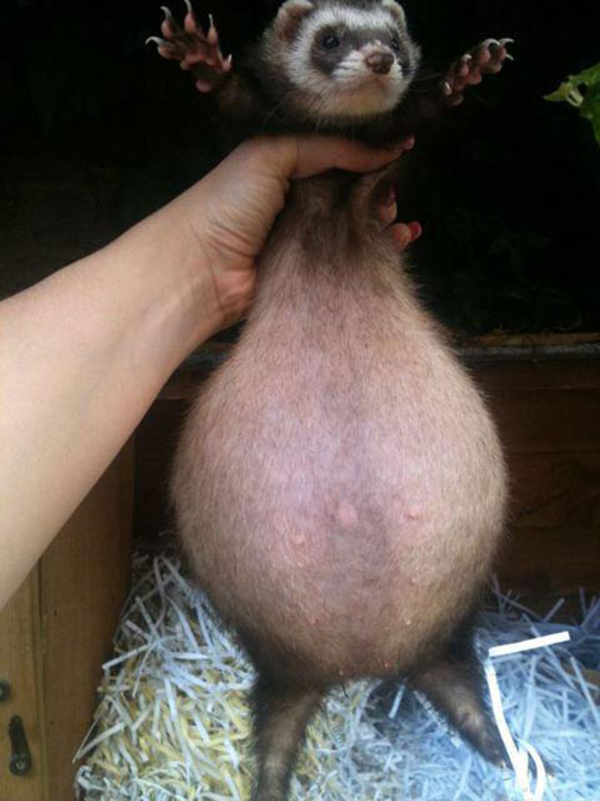 What+A+Pregnant+Ferret+Looks+Like