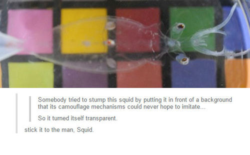 This+squid+doesn%26%238217%3Bt+care+about+your+%26quot%3Bscience%26quot%3B