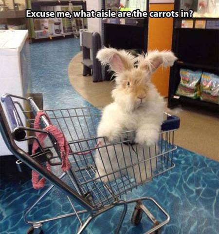 Excuse+Me%2C+What+Aisle+Are+The+Carrots+In%3F