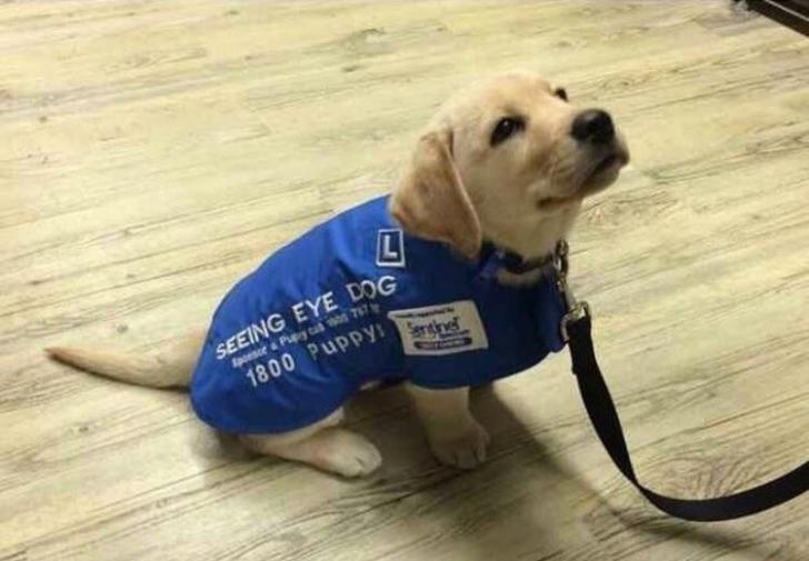 It%26%238217%3Bs+his+first+day+on+the+job+as+a+seeing+eye+dog+and+he+already+knows+he%26%238217%3Bs+gonna+do+such+a+good+job